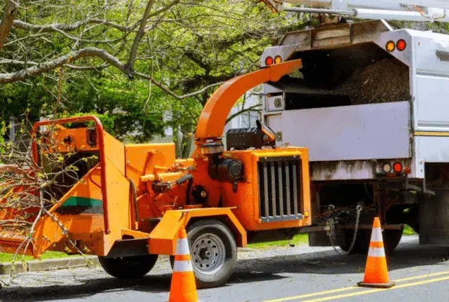 tree removal nassau