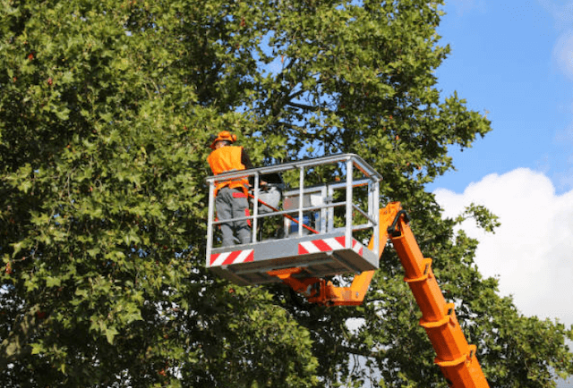 tree trimming nassau