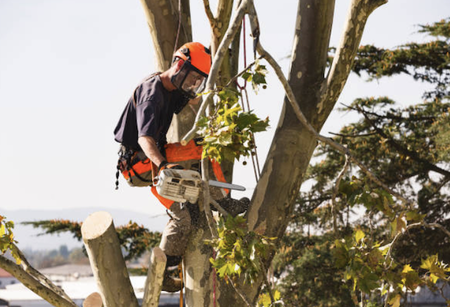 tree removal nassau